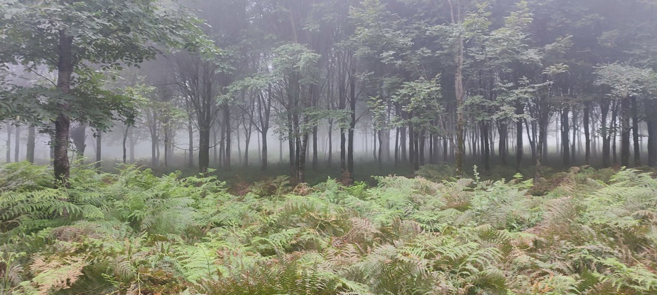 Forest quiet